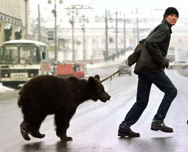 A man leads his pet bear across Nevsky Prospekt in St. Petersburg, Russia, looking for paying customers January 14, 1999. The animal owner claims 30 roubles ($1.50) from customers to be photographed with the bear. (Photo by Reuters)
