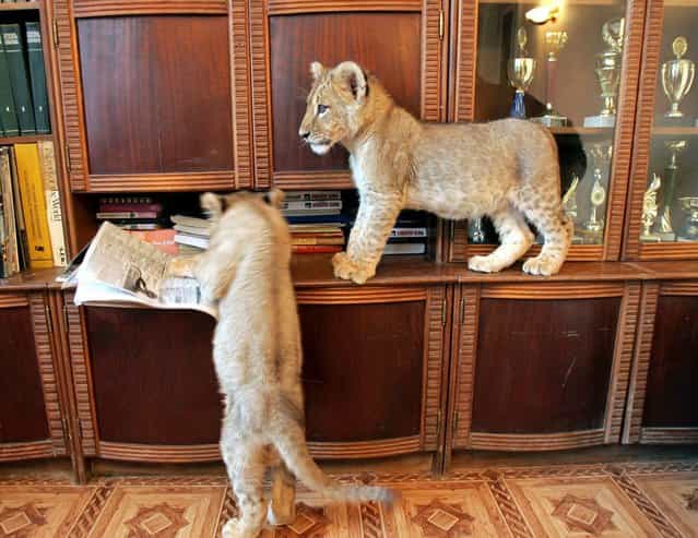 Two lion cubs play on top of furniture in a domestic house in Kharkov some 279.4 miles northeast of Kiev December 15, 2005. The three-months old lions live in the house of Tatyana Efremova, a veterinarian in Kharkov, who also keeps a number of other exotic animals. (Photo by Gleb Garanich/Reuters)
