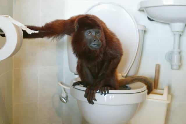 Julian, a pet Red Howler monkey (Alouatta seniculus), uses the toilet in La Pintada, Antioquia province, Colombia February 12, 2007. (Photo by Albeiro Lopera/Reuters)