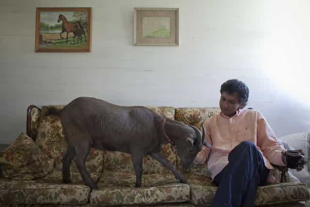 Cyrus Fakroddin and his pet goat Cocoa relax at their home in Summit, New Jersey April 7, 2012. (Photo by Allison Joyce/Reuters)