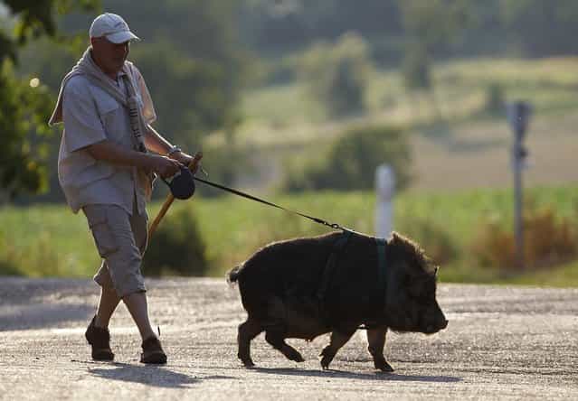 Christophe Lutz walks Marcel, a 30 month-old pig-wild boar crossbreed in the small village of Kolbsheim near Strasbourg, France on August 10, 2012. Marcel, an offspring of a sow and a wild boar, was raised by Christophe and his wife Chloe when he was 3 months-old, and neglected by its mother. (Photo by Vincent Kessler/Reuters)