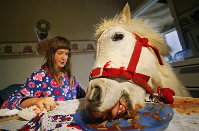 10-year-old Carissa Boulden watches her pet horse, named Princess, eat spaghetti bolognaise at the family's dining table at their home in Sydney, Australia on August 18, 2004. Princess, a Shetland pony, is given free run of the suburban Sydney house, eats with her owners at mealtimes and drinks beer every Sunday, but also provides therapy for Carissa who suffers cerebral palsy. (Photo by Tim Wimborne/Reuters)