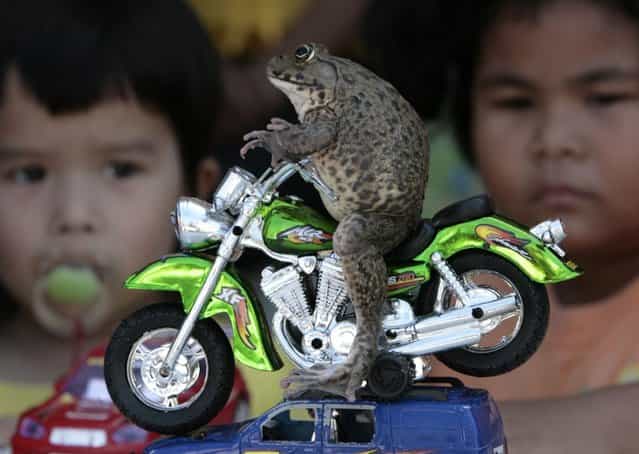 Oui the frog sits on a miniature motorcycle in the eastern beach town of Pattaya, Thailand on January 10, 2008. Tongsai Bamrungthai, the frog's owner, says Oui loves playing with human toys and posing for photographs. (Photo by Sukree Sukplang/Reuters)