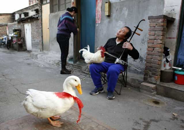 Xu Guoxing plays a traditional two-stringed Chinese fiddle with his pet rooster and duck in front of his home in a hutong area in Beijing, China on November 9, 2008. Guoxing owns [Baibai], a 6-year-old rooster and [Yaya], a 4-year-old duck. Every day plays music for them and trains them to jump, nod, and for Baibai, crow on command. (Photo by Reinhard Krause/Reuters)