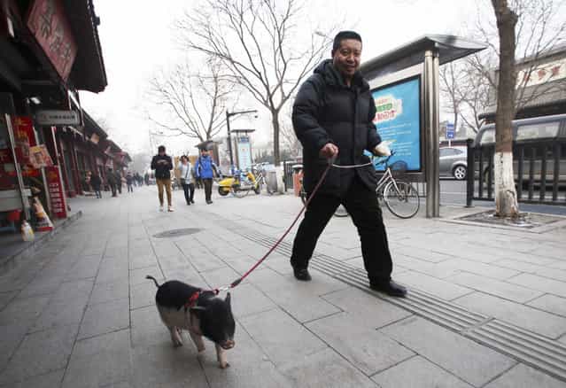 A resident walks with a pet pig on a hazy day in Beijing January 22, 2013. (Photo by Reuters)