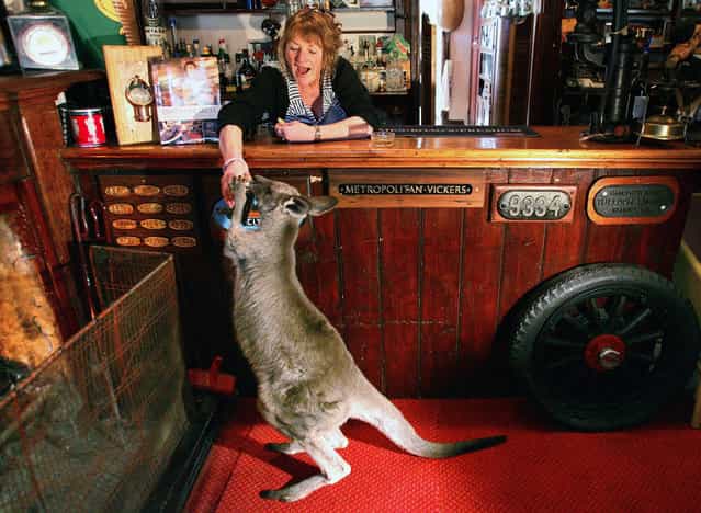 [Boomer] the kangaroo grabs can of beer held by Kathy Noble as she stands behind the bar at the 127-year-old Comet Inn in township of Hartley Vale, Australia on August 11, 2005. The 18-month-old orphaned kangaroo was raised by Noble after it was found in the pouch of its dead mother on the side of the road, and started coming into the bar after he was accidentally let inside by a guest. (Photo by David Gray/Reuters)