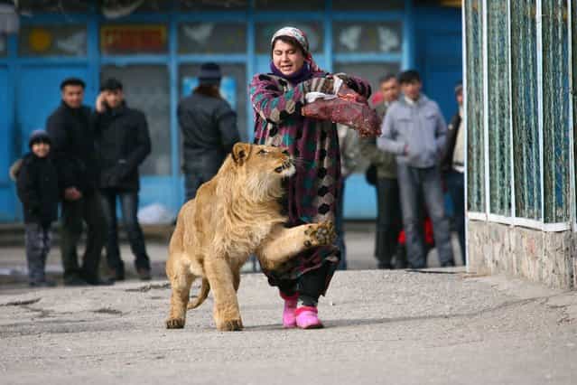 Zukhro, an employee of a Russian city zoo, walks with Vadik, an 18-month-old male lion. (Photo by Reuters)