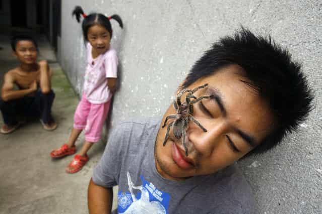 A Chilean rose tarantula walks over the face of Zhao Jing on a street in Wuhan, Hubei province, China on July 30, 2009. Zhao, 26, a Zoo feeder, keeps tarantulas, scorpions and pythons as pets. (Photo by Reuters)