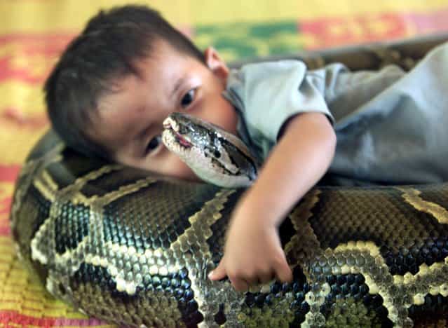 Dah, a small child laying with a 13 foot long python, how sweet. (Photo by Reuters)