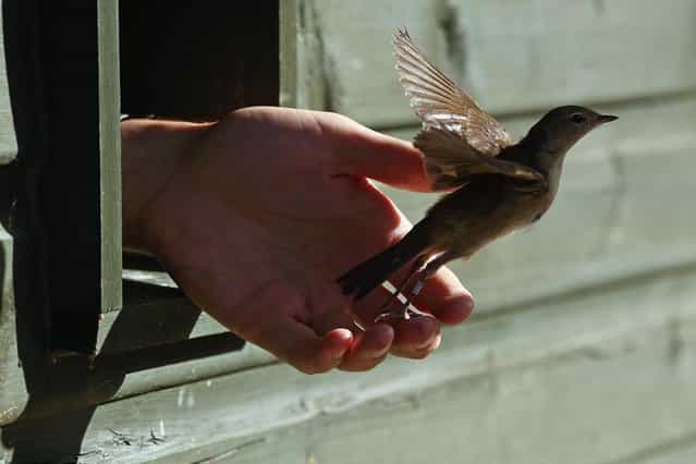 A warbler is released from the ringing hut after being recorded on a private reserve in East Sussex on August 21, 2013 in Rye, United Kingdom. The BTO are currently in the process of recording migrating hirnundines and other birds at the reserve. Hirundines comprise of Sand Martins, House Martins and Swallows, all of which roost in high numbers on the reserve over summer before continuing their migratory route back to Africa. The reserve is close to the East Sussex coast, and forms an ideal habitat for many resident and migratory birds, comprising of low lying reedbeds and marshy peat bog. The site is one of the worlds largest ringing stations, and with the help of BTO staff, trained ringers and volunteers as many as 1000 hirundines can be ringed in one evening at this time of year. Many other birds are also ringed including Nightjar, Grasshopper Warbler and Sparrowhawk. Volunteers capture the birds using long mist nets which are erected and run through the reedbeds before the birds come in to roost every evening. The birds details are then recorded before being released the following morning to contiinue it's journey. The Information gathered including age, weight and sex allows the BTO to monitor long-term population and global migration patterns which is important for conservation. (Photo by Dan Kitwood/Getty Images)