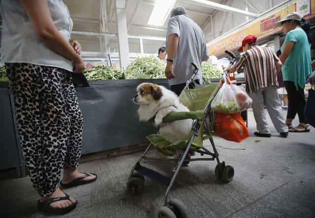A dog looks out from a baby stroller while its owner buys vegetables in a market in Beijing August 9, 2013. China's consumer inflation steadied in July although factory-gate deflation persisted for a 17th month, official data showed on Friday, pointing to monetary policy on hold as Beijing tries to arrest a slowdown that has run for more than two years. (Photo by Kim Kyung-Hoon/Reuters)