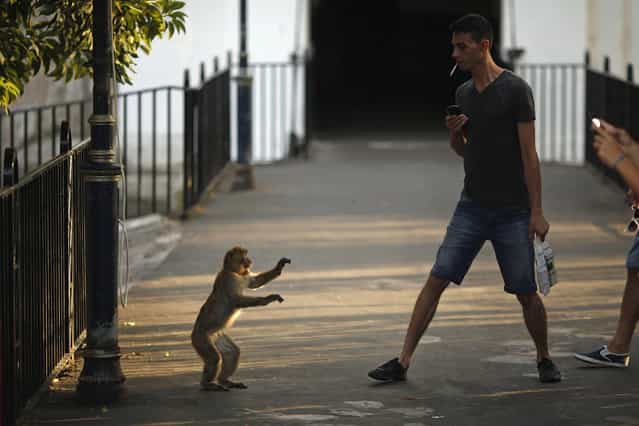 A monkey faces a man as it is photographed at Landport Tunnel in downtown Gibraltar, south of Spain August 12, 2013. Britain warned Spain on Monday it might take legal action to try to force Madrid to abandon tighter controls at the border with the contested British overseas territory of Gibraltar in what it called an [unprecedented] step against a European ally. (Photo by Jon Nazca/Reuters)