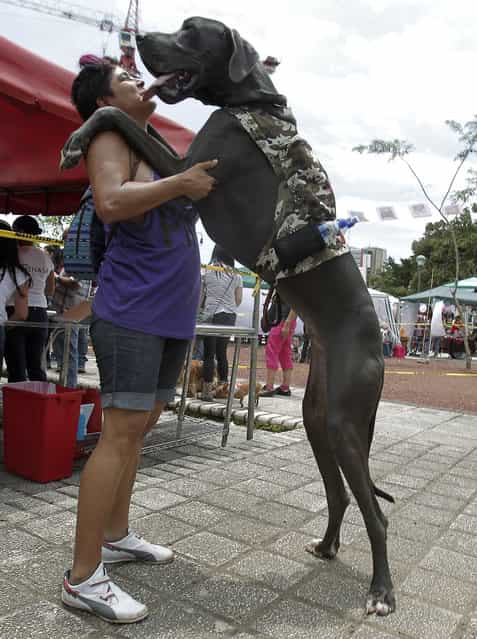 A woman plays with her dog during a demonstration against animal abuse in San Jose August 18, 2013. Thousands of people took part in a protest to demand that the parliament approve a law to criminalize animal abuse, according to local media. (Photo by Juan Carlos Ulate/Reuters)