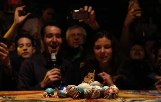 People react as racing crabs are released for a race at a pub called the [Friend in Hand] in central Sydney August 21, 2013. Crab Racing is held every night at several pubs across Sydney, with up to 30 crabs placed in the centre of a table and then being released to see which one reaches the edge of the table first and declared the winner. The events are popular mainly with overseas visitors who bet on the result to win t-shirts or glasses of beer. (Photo by Daniel Munoz/Reuters)