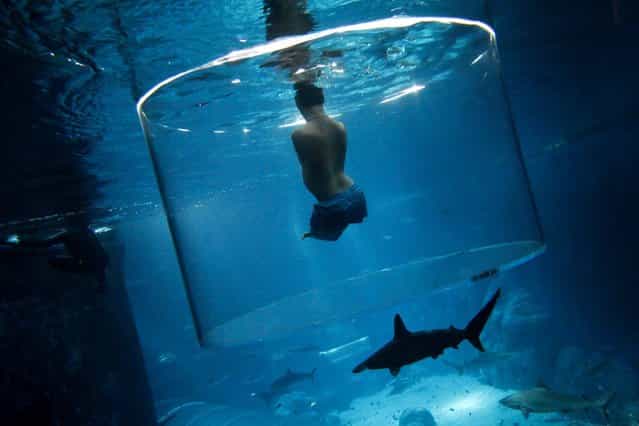 Nick Vujicic, an Australian motivational speaker who was born without limbs, swims with sharks at the Marine Life Park in Singapore, on September 5, 2013. Vujicic dived with sharks in a customized acrylic enclosure that takes in a 360-degree view of the shark habitat at the aquarium. Vujicic is in Singapore to give a motivational talk to a 5,000 people. (Photo by Edgar Su/Reuters)