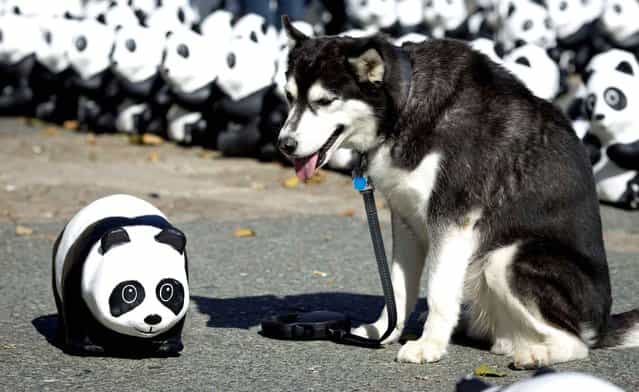 A dog stands next to a Panda figure in Frankfurt am Main, central Germany, on September 2, 2013. The environmental organisation WWF Germany (World Wildlife Fund) wants to draw attention to the shriniking number of just 1600 animals left of this endangered specie. (Photo by Frank Rumpenhorst/AFP Photo/DPA)