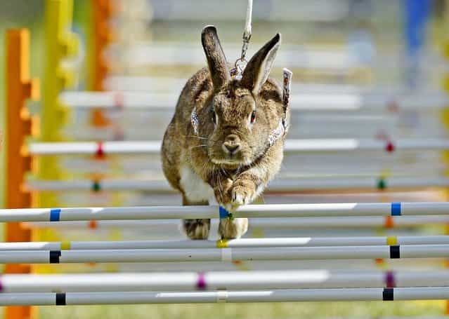 Rabbit [Lady Trouble] jumps during the Kaninhop competition in Weissenbrunn vorm Wald, Germany, on September 1, 2013. (Photo by Jens Meyer/Associated Press)