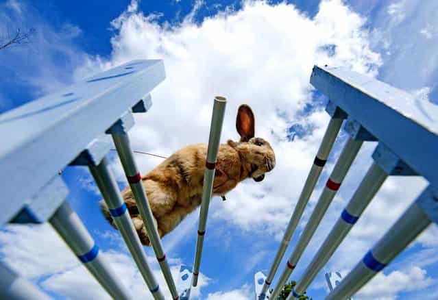 Rabbit [Little] jumps during the Kaninhop (rabbit-jumping) competition in Weissenbrunn vorm Wald, Germany, on September 1, 2013. Competitors take part in three different categories with an obstacle height ranging between 25 and 40 centimeters. (Photo by Jens Meyer/Associated Press)