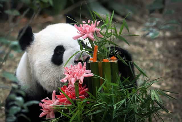 Kai Kai, a male Giant Panda sniffs at his custom-made birthday cake of bamboo, flowers and vegetables, Friday, September 6, 2013, at the River Safari, part of the Wildlife Reserves and the Singapore Zoo in Singapore. Week-long celebrations were held to mark the first year anniversary of the arrival of two Giant Pandas from China, Kai Kai, and Jia Jia, who incidentally are celebrating their 6th and 5th birthdays, respectively this month. These Giant Pandas are on loan for 10-years as part of a collaboration between China and Singapore to raise awareness for the conservation of these critically endangered species.(Photo by Wong Maye-E/AP Photo)
