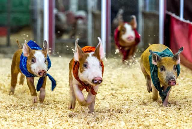 Pigs compete in a race during the Los Angeles County Fair 2013 in Pomona, California on September 4, 2013. The LA County Fair kicked off on August 30 and will run through September 29. (Photo by Joe Klamar/AFP Photo)