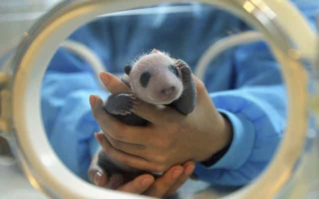 A feeder holds a giant panda cub who was the only survivor of the triplets given birth by giant panda Jiaozi in August, at the Chengdu Research Base of Giant Panda Breeding in Chengdu, Sichuan province September 5, 2013. (Photo by Reuters/Stringer)