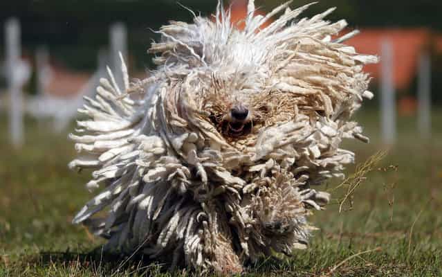 A Komondor, a traditional Hungarian guard dog, shakes its long fur in Bodony, 130 km northeast of Budapest September 3, 2013. Komondors, a traditional Hungarian breed, have a fur coat that weighs 30 kg (60 pounds). The kennel has won several awards but makes hardly any money as dogs without pedigrees have displaced pure breeds from the market in recent years. (Photo by Laszlo Balogh/Reuters)