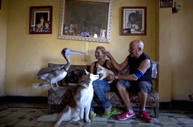 Pancho the Pelican stands with members of his adopted family, Magela Guerrero, center, her husband Freddy de Leon, puppy Rome, and dog Duke at their home in Havana, Cuba, Thursday, September 5, 2013. Guerrero and de Leon's home is a veritable menagerie of animals that they say coexist peacefully despite including both predators and potential prey: three dogs and a cat, a hawk, another bird of prey called a kestrel, a parrot, three turtles and a goose. (Photo by Ramon Espinosa/AP Photo)