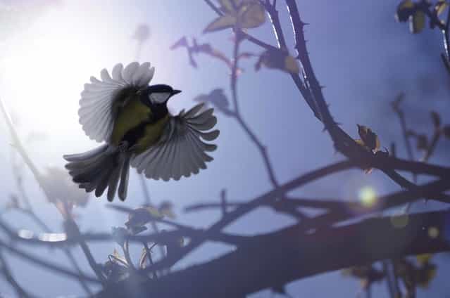 Undated handout photo issued by the British Wildlife Photography Awards of a great tit in flight by James Amess which won the Wildpix Young People's 12-18 Award in the British Wildlife Photography Awards 2013. (Photo by Joseph Amess/BWPA/PA Wire)
