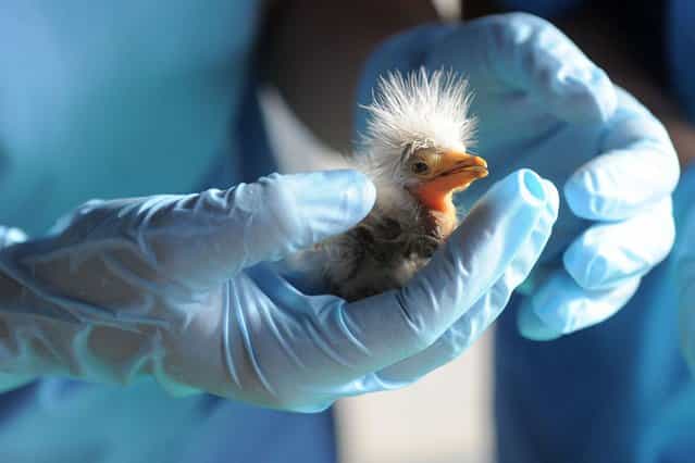 A British vet, volunteering at the Asha Foundation Animal Shelter and Hospital, examines a rescued young Cattle Egret on arrival at the shelter at Hathijan village, near Ahmedabad, India, on September 4, 2013. (Photo by Panthakysam Panthaky/AFP Photo)