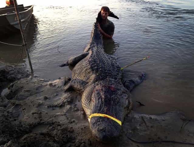 In this photo released to Reuters on Tuesday, Dustin Bockman is pictured with his record setting alligator, weighing 727 pounds and measuring 13 feet, captured in Vicksburg, Mississippi on September 1, 2013. Bockman, a 27-year-old UPS driver, and his crew spotted the mammoth creature in the Mississippi River and trailed it for two hours before getting close enough to spear it. It took another two hours to hook it with a second line and noose its neck. (Photo by Ryan Bockman/Handout via Reuters)