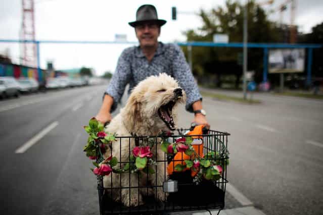 In this picture made available Wednesday, September 4, 2013, a man, name not given, rides his bike with his dog Django, in a basket through Berlin, Germany, Tuesday, September 3, 2013. (Photo by Markus Schreiber/AP Photo)