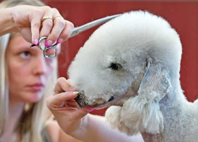 Melanie Vervaeke of Belgium works on her Bedlington Terrier dog in the scissoring open class at the German international dog grooming championships in Stadtroda, central Germany, Saturday, August 31, 2013. (Photo by Jens Meyer/AP Photo)
