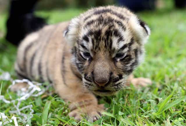 A tiger cub sits at a Bali zoo in Gianyar, Bali, Indonesia, Wednesday, September 4, 2013. The tiger was born on August 22. (Photo by Firdia Lisnawati/AP Photo)
