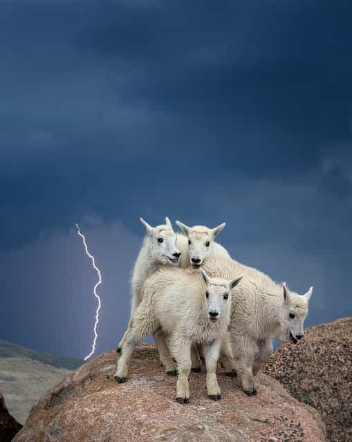 You can see the fear and panic in these baby mountain goats eyes as the storm clouds roll in over the Rocky mountains. (Photo by Verdon Tomajko/Solent News & Photo Agency)