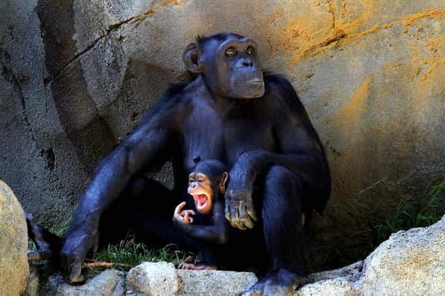 A baby chimpanzee and her mother stay in the shade to avoid the hot weather ,at the Chimpanzees of Mahale Mountains Zoo exhibit at Los Angeles Zoo and Botanical Gardens, on September 4, 2013. (Photo by Nick Ut/Associated Press)