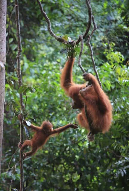A defiant baby orangutan clings to a tree branch and demands more playtime. (Photo by Ruoso/Minden Pictures/Solent News)