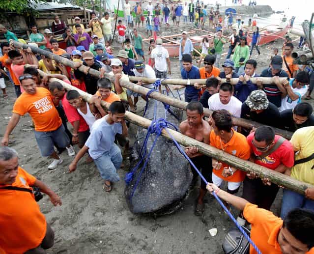 Residents and volunteers help remove a dead whale shark that was swept ashore Thursday, September 5, 2013 at the coastal township of Tanza, Cavite province south of Manila, Philippines. Officials at the Bureau of Fisheries and Aquatic Resources have yet to conduct a necropsy of the largest fish on the planet which was found off Manila Bay at the township where an oil spill occurred last month. (Photo by Bullit Marquez/AP Photo)