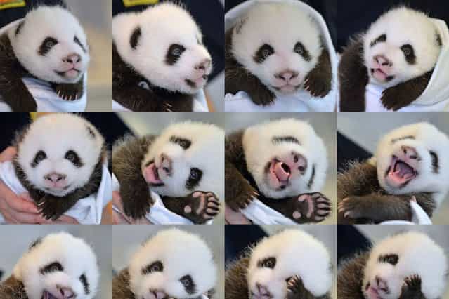 This combo photo shows newly-born giant panda twin cub B at the Atlanta Zoo in Atlanta, the United States, on September 5, 2013. (Photo by Caters News Agency)