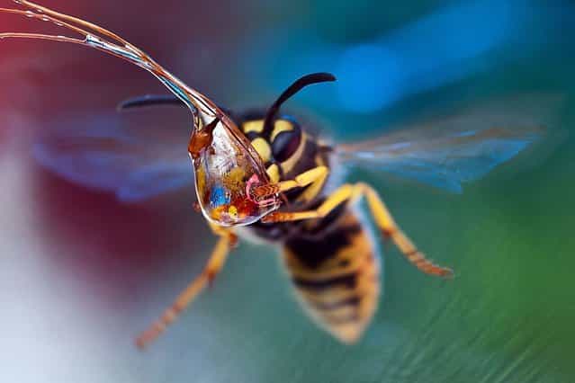 A wasp drinking a water droplet, on September 5, 2013. (Photo by Caters News Agency)