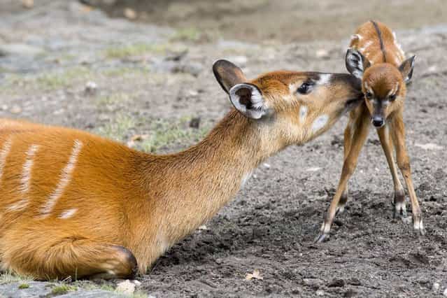 Mother Marshbuck licks her newborn fawn at Berlin Zoo in Berlin, Germany, on September 6, 2013. (Photo by Imago/Barcroft Media)