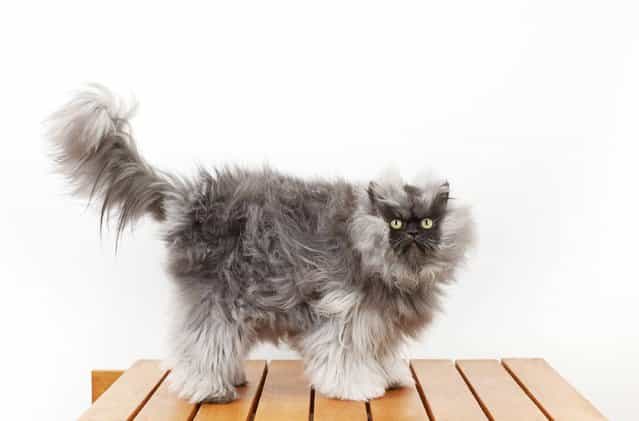 In this Monday, December 3, 2012 photo provided by Guinness World Records, Colonel Meow, the cat with the longest fur, poses for a photo in Los Angeles. Colonel Meow has 9-inch (23-centimeter) hair. That's good enough to put the Himalayan-Persian mix into the 2014 edition of the Guinness World Records book, due out September 12, 2013. Owners Anne Marie Avey and Eric Rosario, of Los Angeles, say the 2-year-old cat got its name because of his epic frown and fur. It takes both of them to brush the cat's fur three times a week. (Photo by Ryan Schude/AP Photo/Guinness World Records)