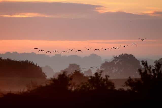 Pink-footed geese fly over the reserve at sunrise. (Photo by Dan Kitwood/Getty Images via The Palm Beach Post)
