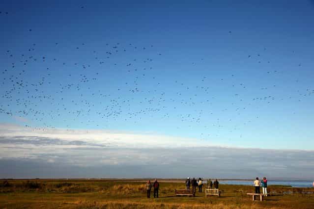 Birdwatchers gather as waders flock together seeking new feeding grounds during the incoming tide at the RSPB's Snettisham Nature reserve. (Photo by Dan Kitwood/Getty Images via The Palm Beach Post)