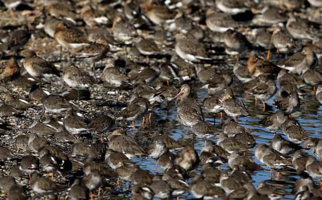 Godwit and other waders gather after seeking new feeding grounds during the incoming tide. (Photo by Dan Kitwood/Getty Images via The Palm Beach Post)