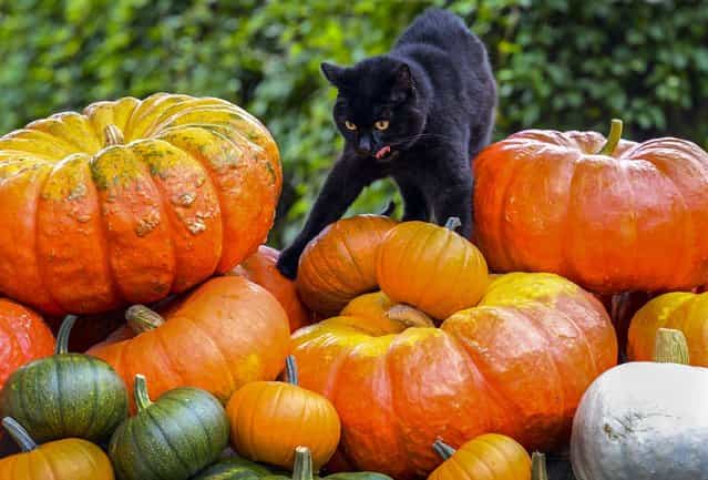 A black cat strolls over a pile of pumpkins at a farm near Potsdam, eastern Germany, on September 10, 2013. (Photo by Ralf Hirschberger/DPA)