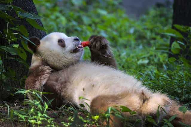 A Giant panda with rare brown-and-white fur eats a carrot at a natural conservation area in Qinling, Shaanxi province, September 6, 2013. The four-year-old giant panda was found in Qinling when it was a cub in 2009. (Photo by China Daily)
