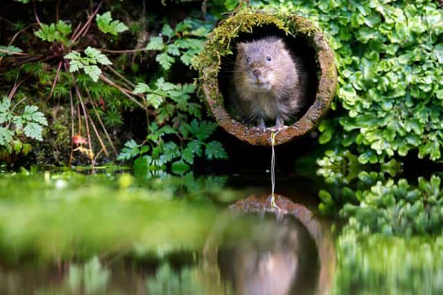 A cute water vole snapped by amateur photographer Mark Bridger, on September 7, 2013. (Photo by Mark Bridge/Caters News)