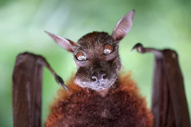 This bat gives a cheeky smile as he gobbles down his food at Singapore Zoo, on September 10, 2013. (Photo by Benny Iskander/HotSpot Media)