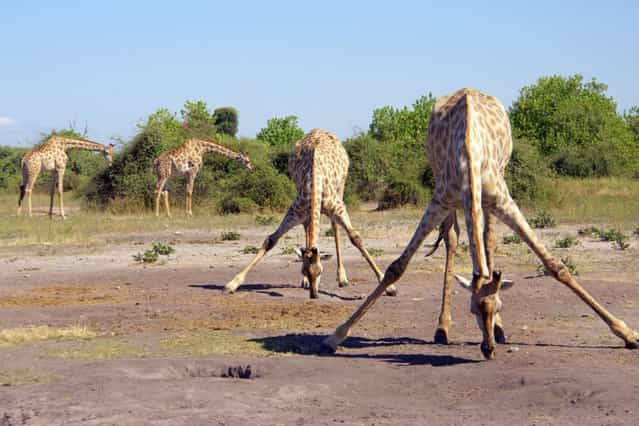 Photographer Chantelle Stobbe captured this group of four giraffes appearing to practise for Strictly as they [danced] together near the Chobe River in Botswana, on September 8, 2013. (Photo by Chantelle Stobbe/Barcroft Media)