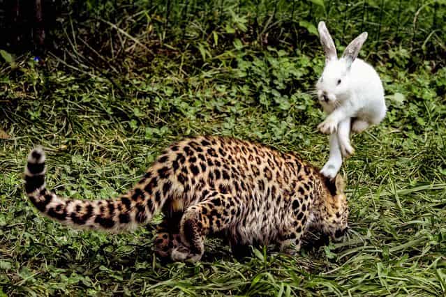 A rabbit hops to avoid a five-month-old leopard cub during a test of cubs' wild natural instincts at a wildlife park in Qingdao, Shandong province, on September 10, 2013. The test is part of the park's body examination procedure on recent born tigers, lions and leopards. (Photo by Reuters)